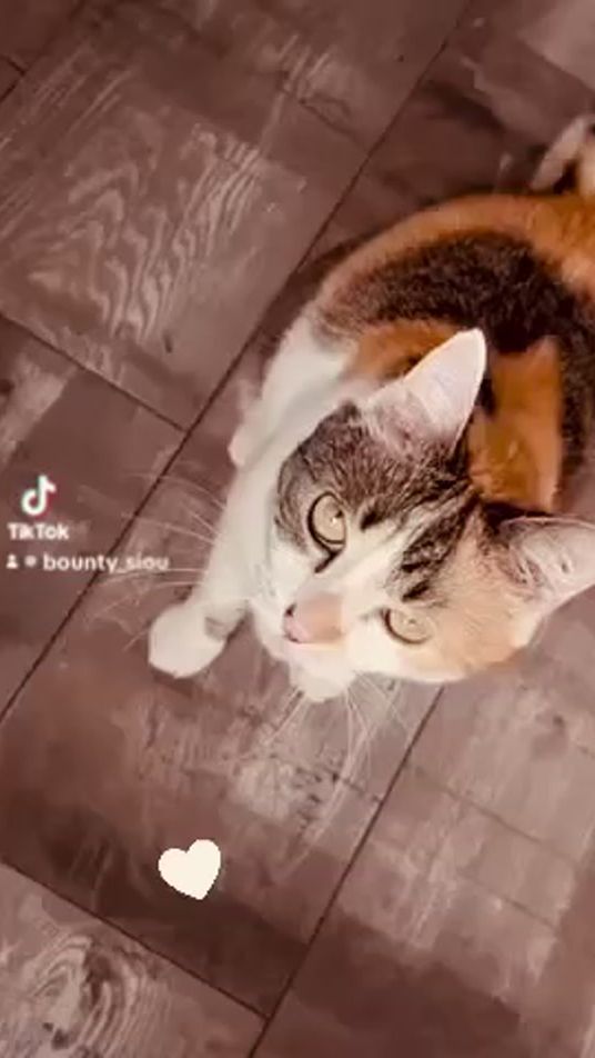 TikTok video thumbnail by bounty_siou