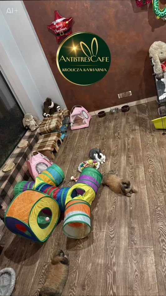 TikTok video thumbnail by antistrescafe