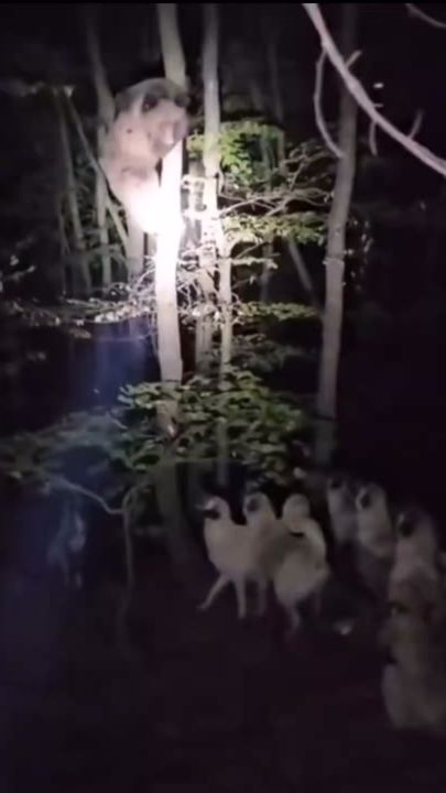 TikTok video thumbnail by dogoargentino..38