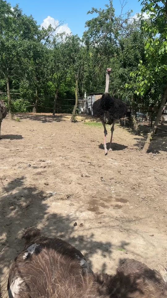 TikTok video thumbnail by pasari.si.animale_vaslui