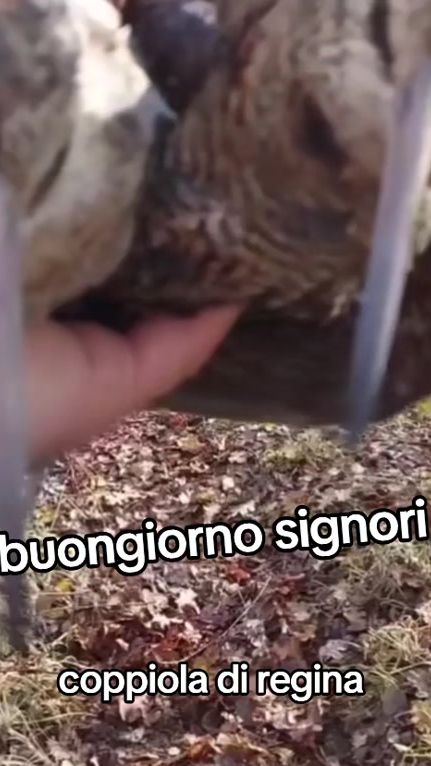 TikTok video thumbnail by ilmattodilusciano1