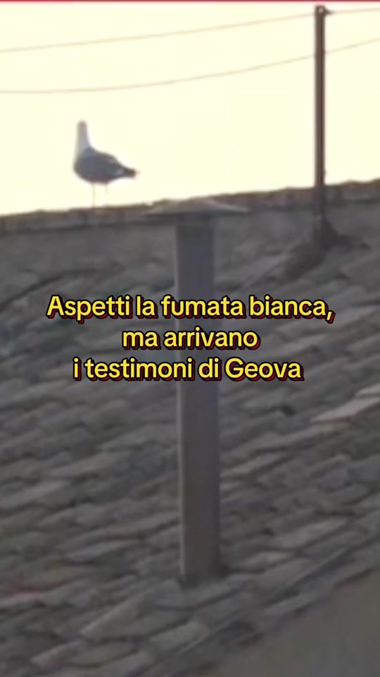 TikTok video thumbnail by salvopico