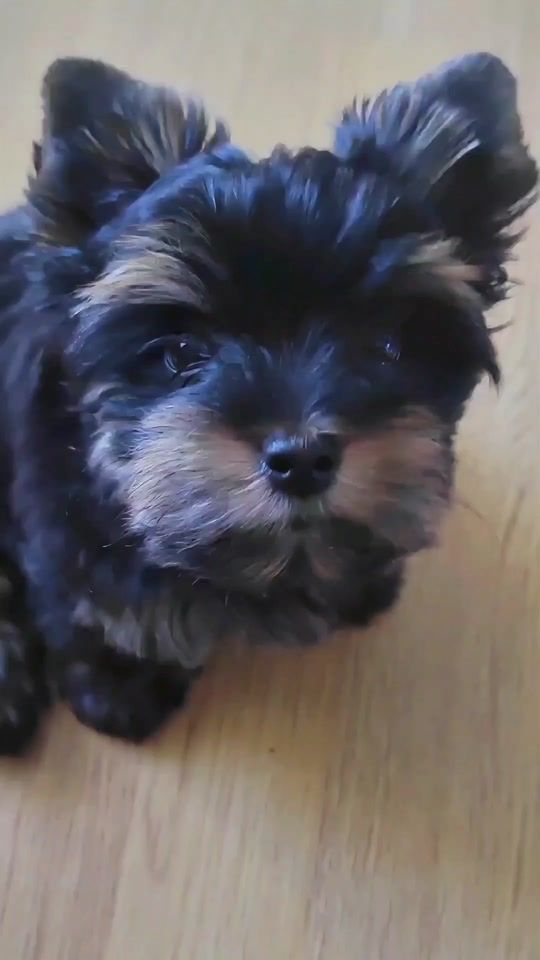 TikTok video thumbnail by lunasofia.nicole