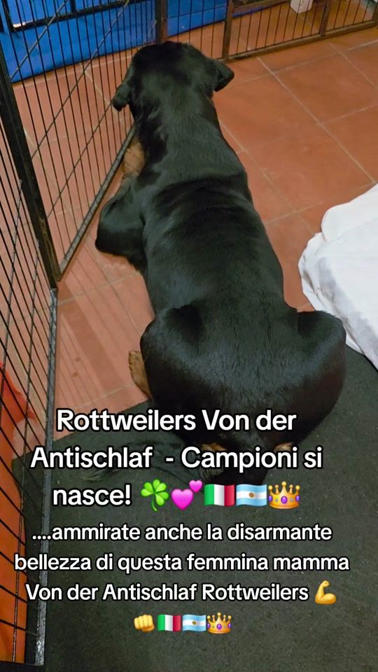 TikTok video thumbnail by vonderantischlaf