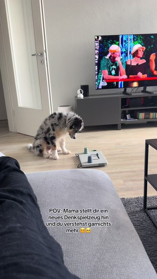 TikTok video thumbnail by neo_the_aussiecollie