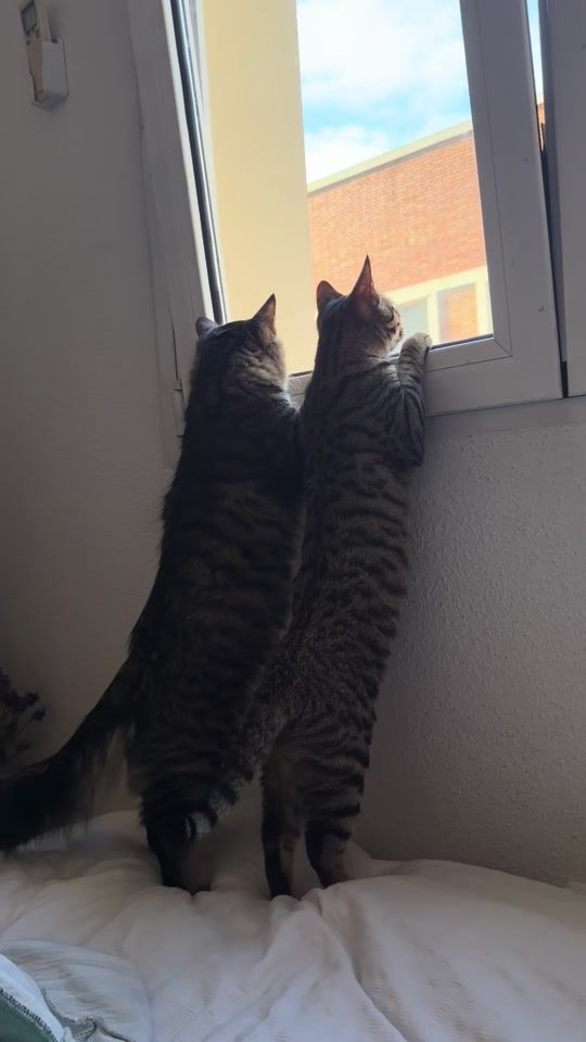 TikTok video thumbnail by anascods