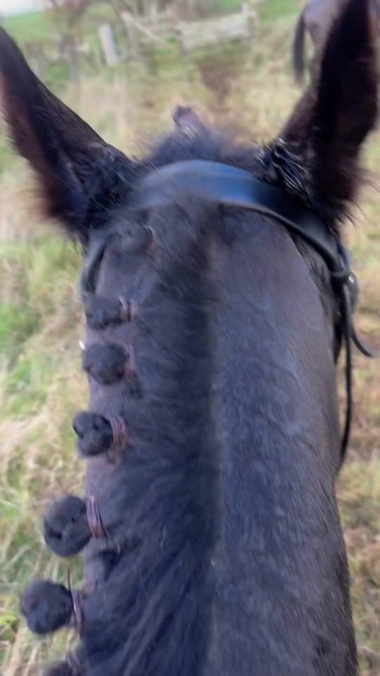TikTok video thumbnail by equine_cat