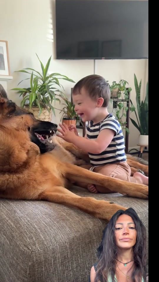 TikTok video thumbnail by barbara_dogtrainer