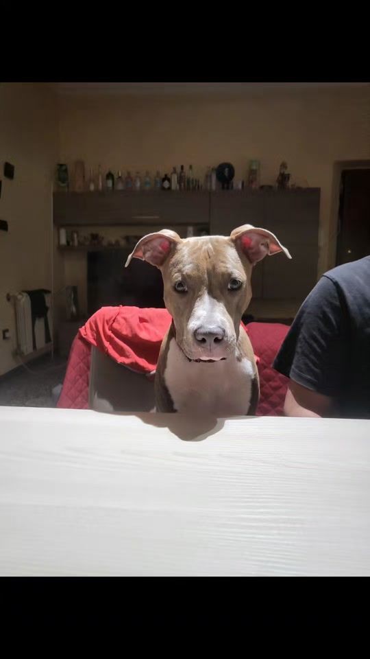 TikTok video thumbnail by tonipea08