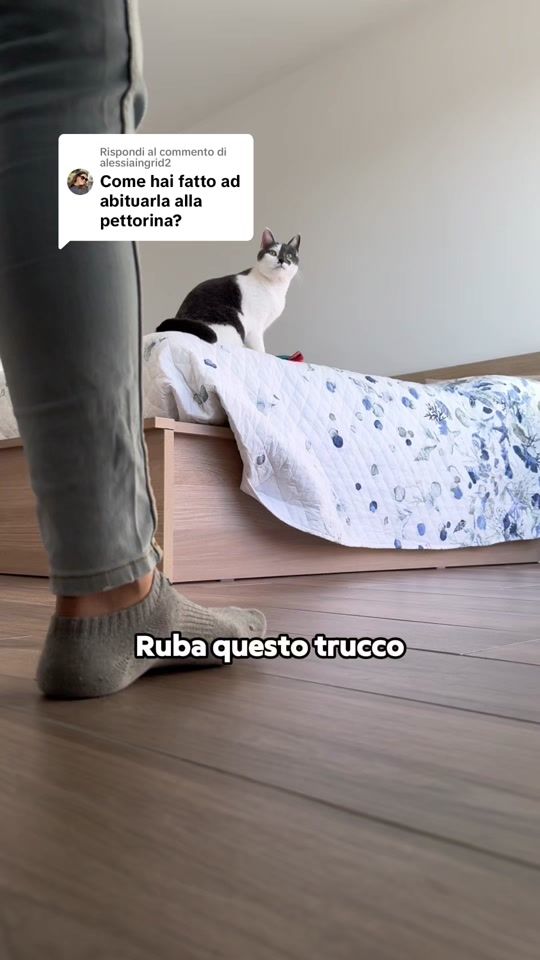 TikTok video thumbnail by un.vizsla.due.gatte