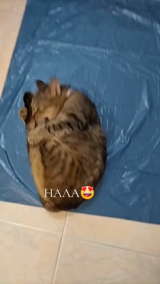 TikTok video thumbnail by kotte927