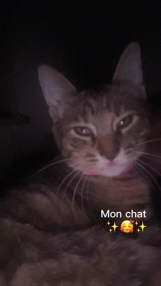 TikTok video thumbnail by lespetitchat0