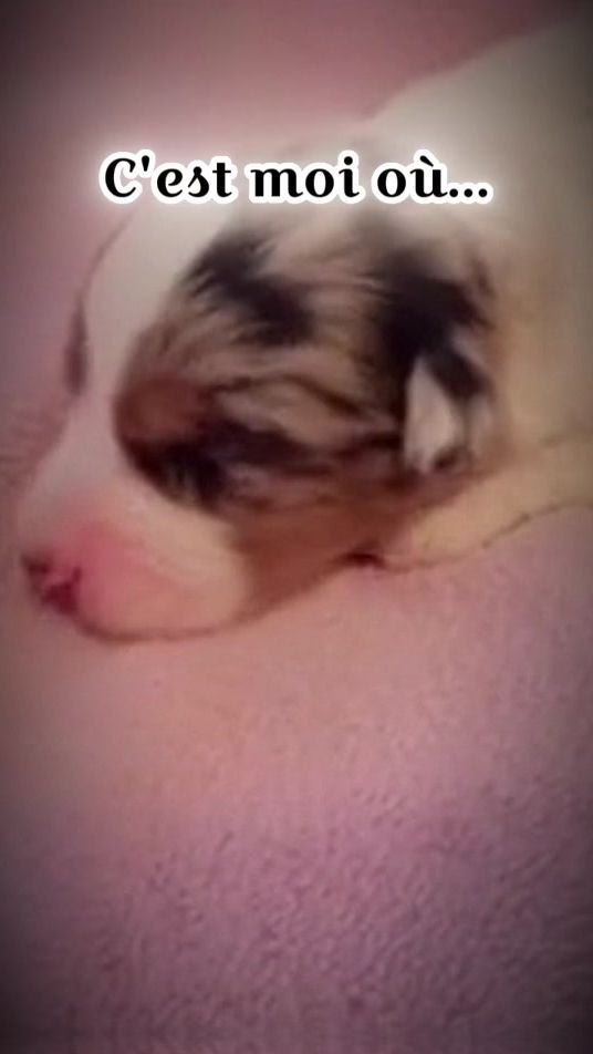 TikTok video thumbnail by lindsouille44