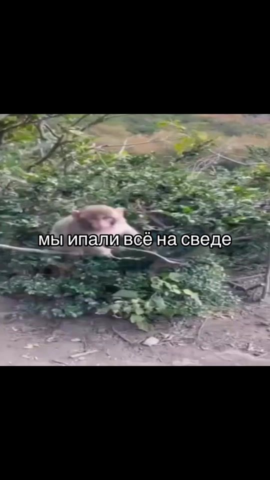 TikTok video thumbnail by bibizyankaabrad