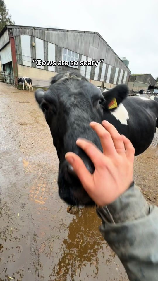 TikTok video thumbnail by beth.burdett123