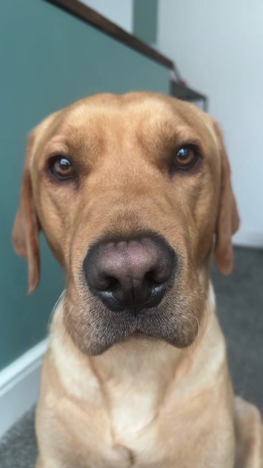 TikTok video thumbnail by rocco_theredfoxlab