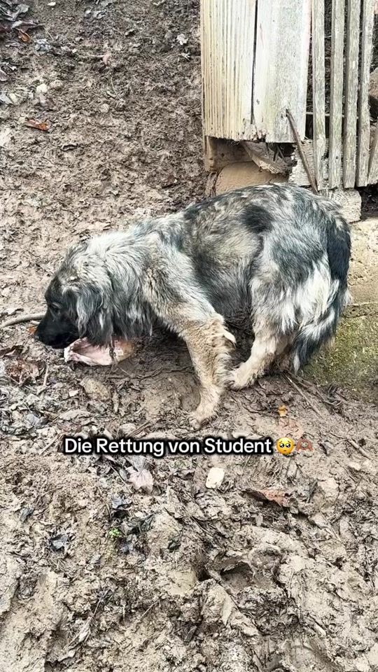 TikTok video thumbnail by thegodfatherofdogs