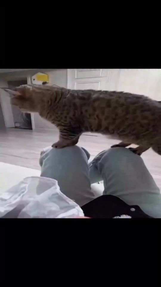 TikTok video thumbnail by funny.fails.laughing