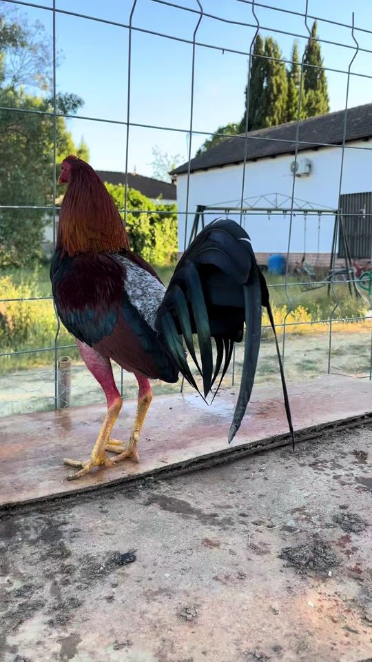 TikTok video thumbnail by gallera_ap