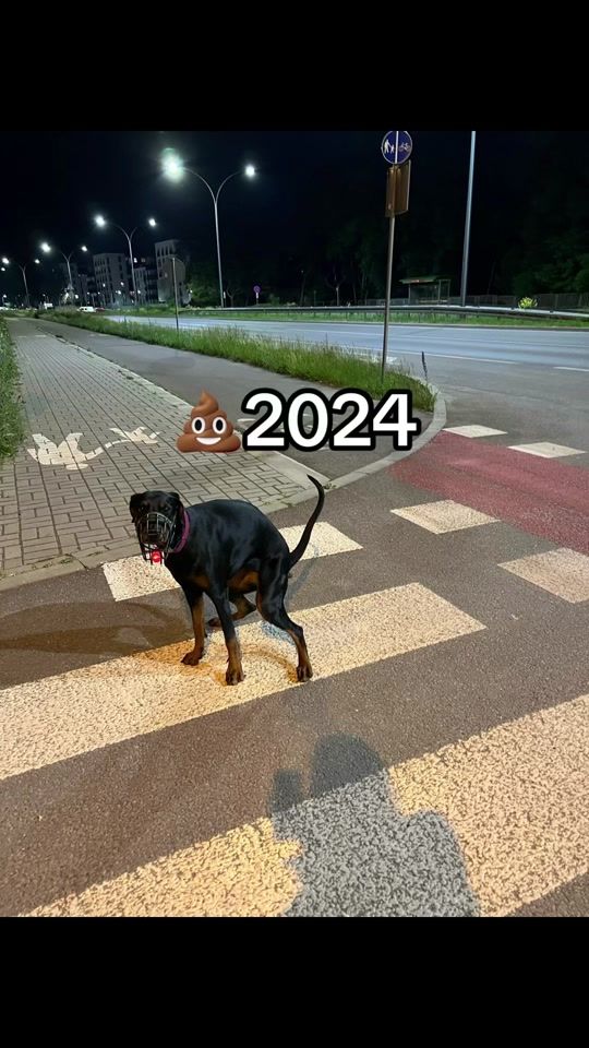 TikTok video thumbnail by dobermanharda