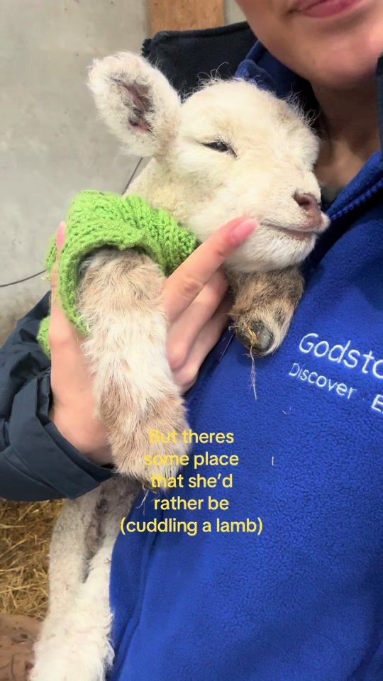 TikTok video thumbnail by godstonefarm