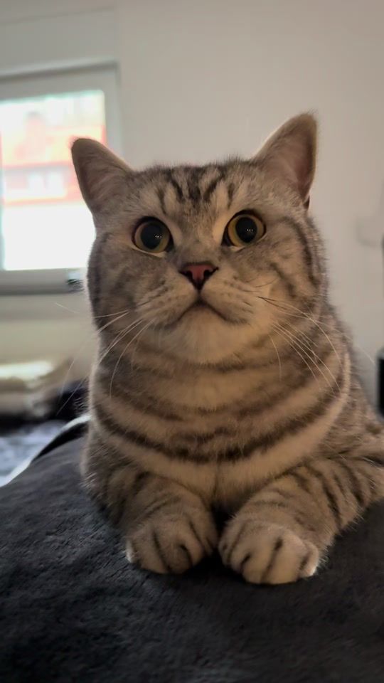 TikTok video thumbnail by fred_und_loki