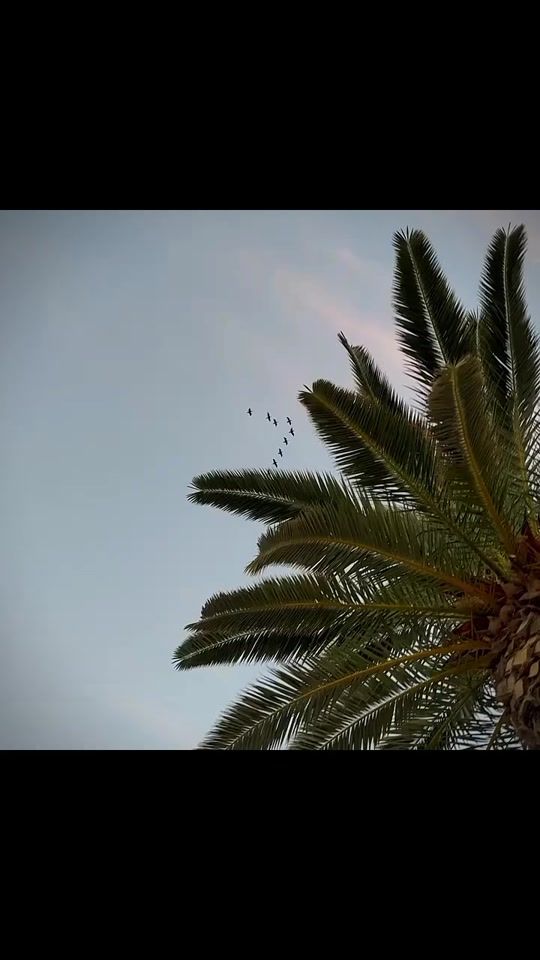 TikTok video thumbnail by _he._.he