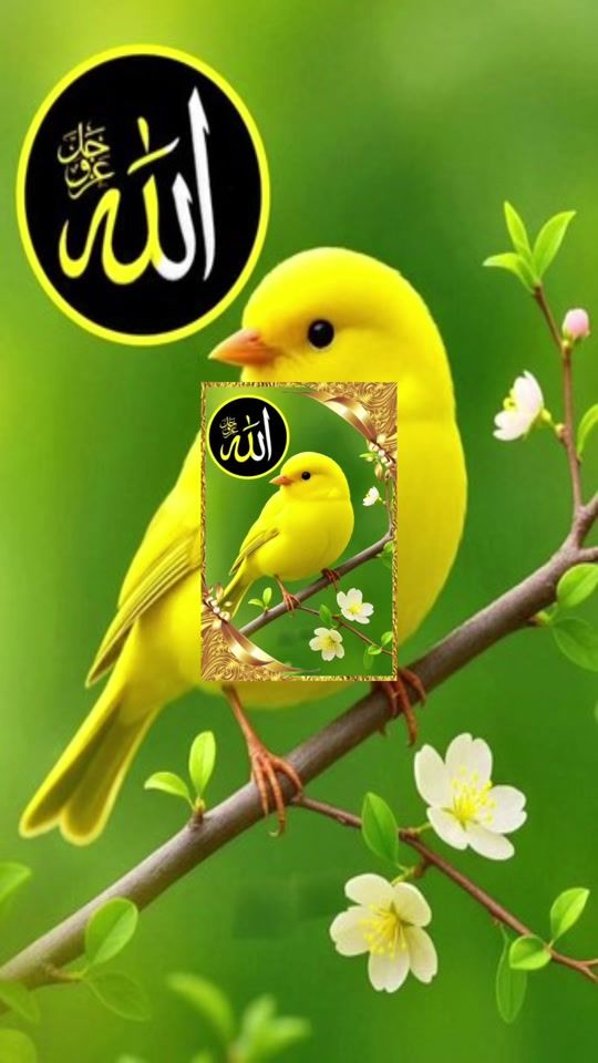 TikTok video thumbnail by sultanahmadi19