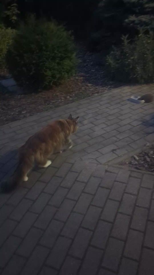 TikTok video thumbnail by kasvykstasode