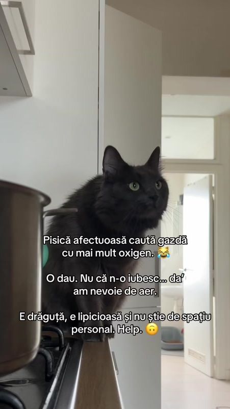 TikTok video thumbnail by zara.fuzzypants