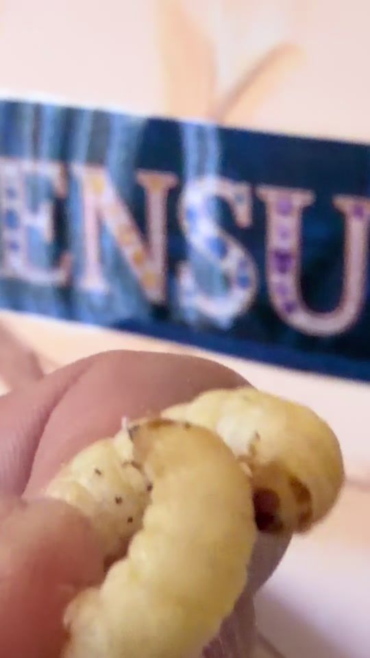 TikTok video thumbnail by sonouncuriosone