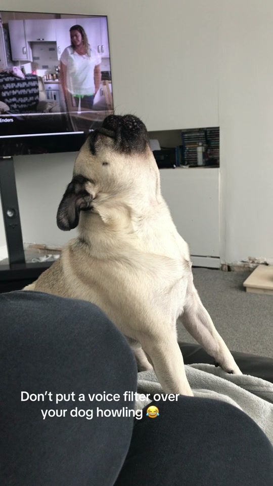 TikTok video thumbnail by enkeithepug.ft.sanka