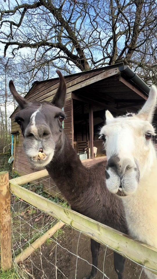 TikTok video thumbnail by godstonefarm
