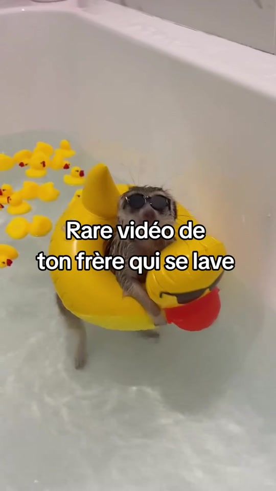 TikTok video thumbnail by funny.animals.france