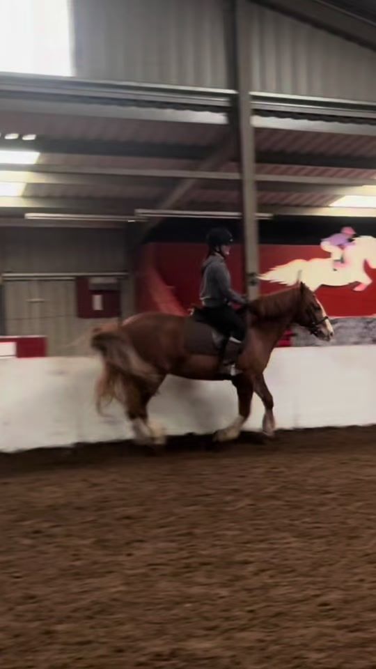 TikTok video thumbnail by equestrian_life89