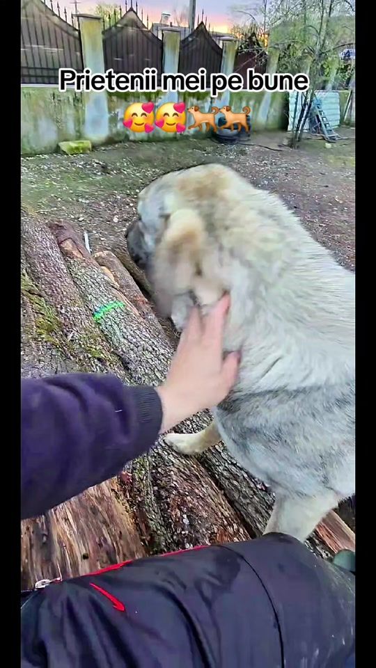 TikTok video thumbnail by marius_nicolae_petrisor