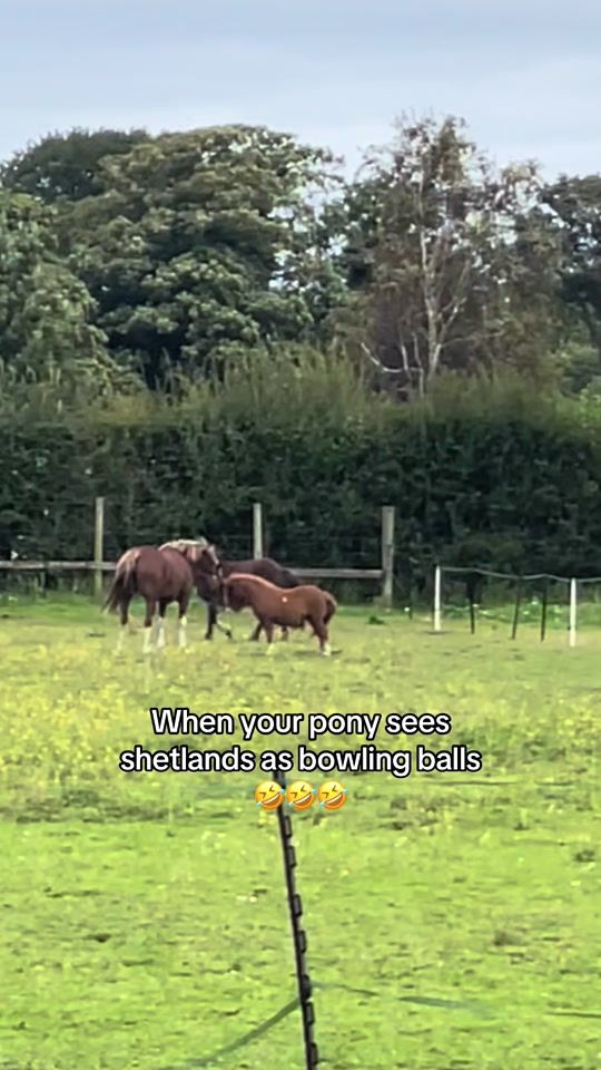 TikTok video thumbnail by emiliataskerr
