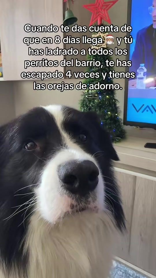 TikTok video thumbnail by freddieaventurero