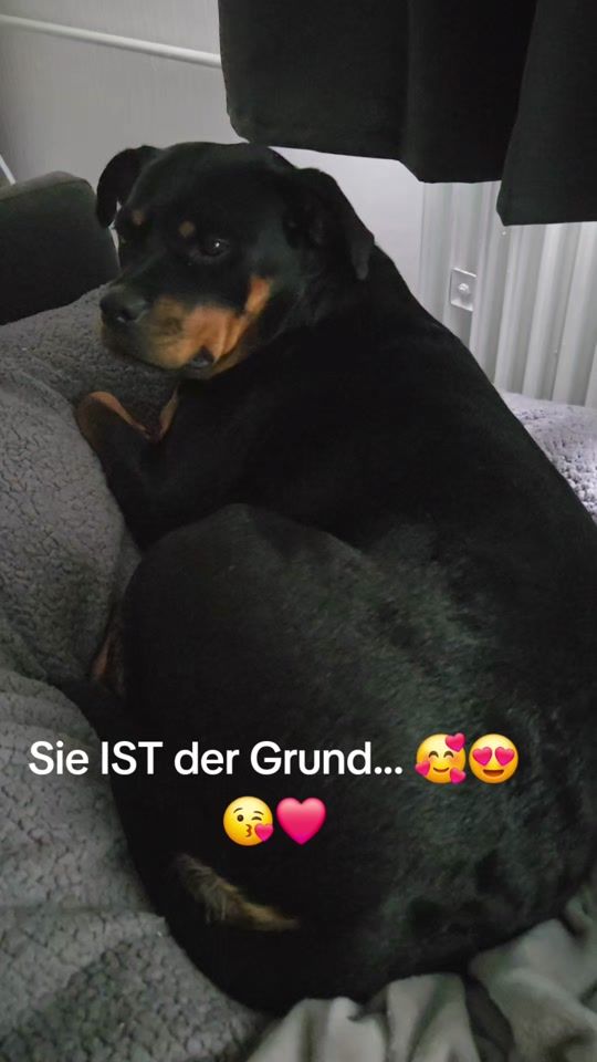 TikTok video thumbnail by luna.das.rottimdc
