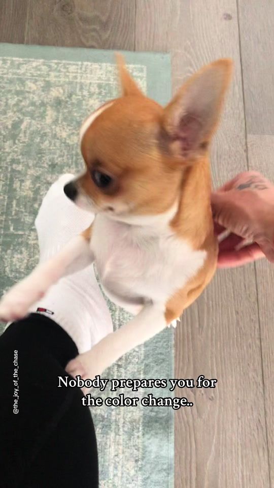 TikTok video thumbnail by the_joy_of_the_chase