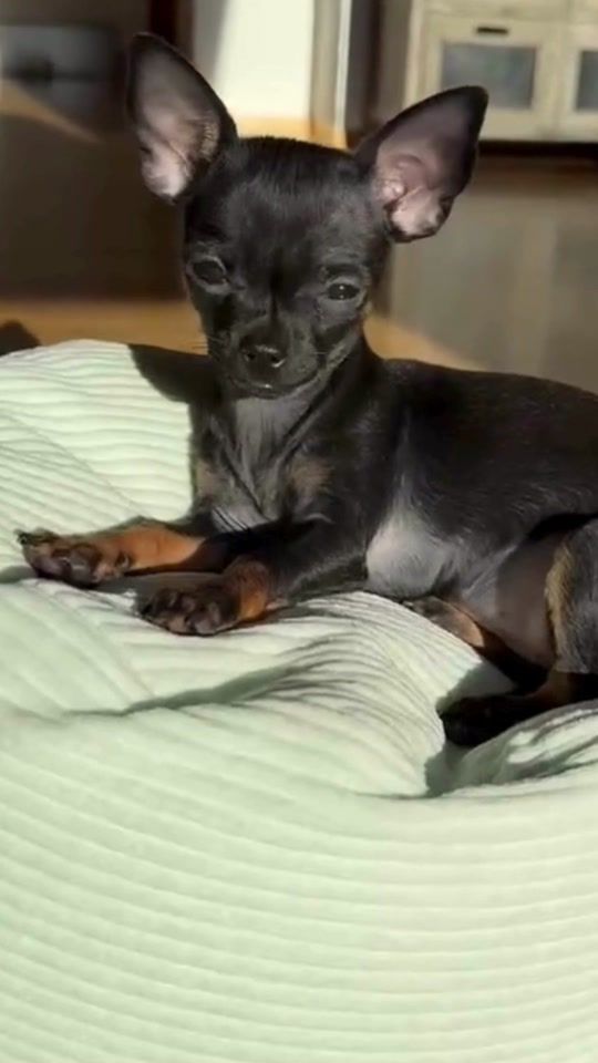 TikTok video thumbnail by littleprincess.chi