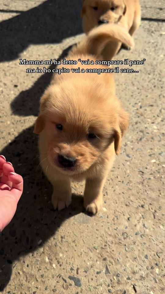 TikTok video thumbnail by ginevragrilloo