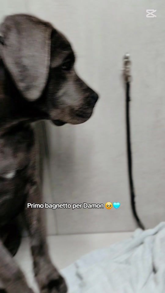 TikTok video thumbnail by atena_damon
