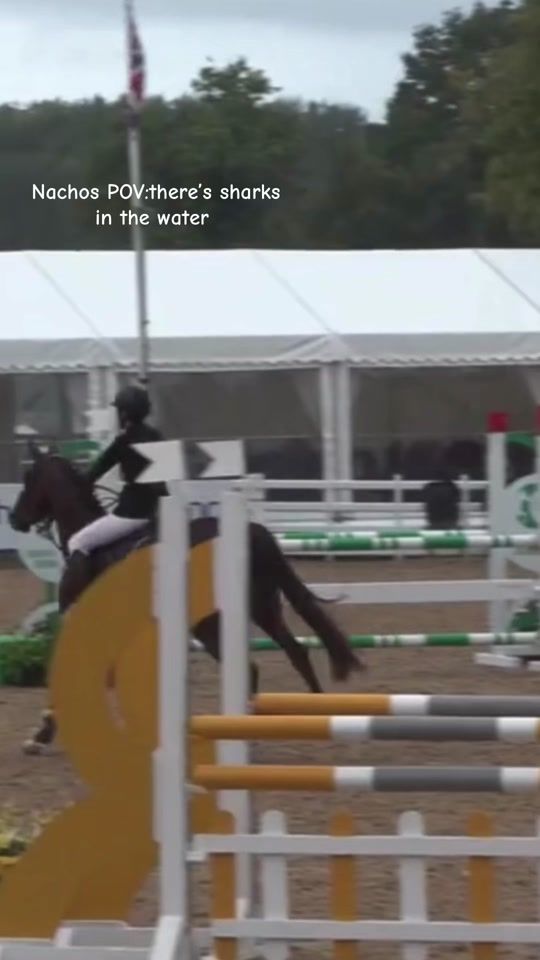 TikTok video thumbnail by scarlettshowjumping0