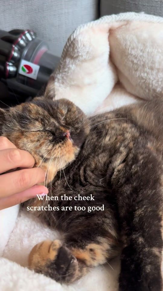 TikTok video thumbnail by worldofwillow_
