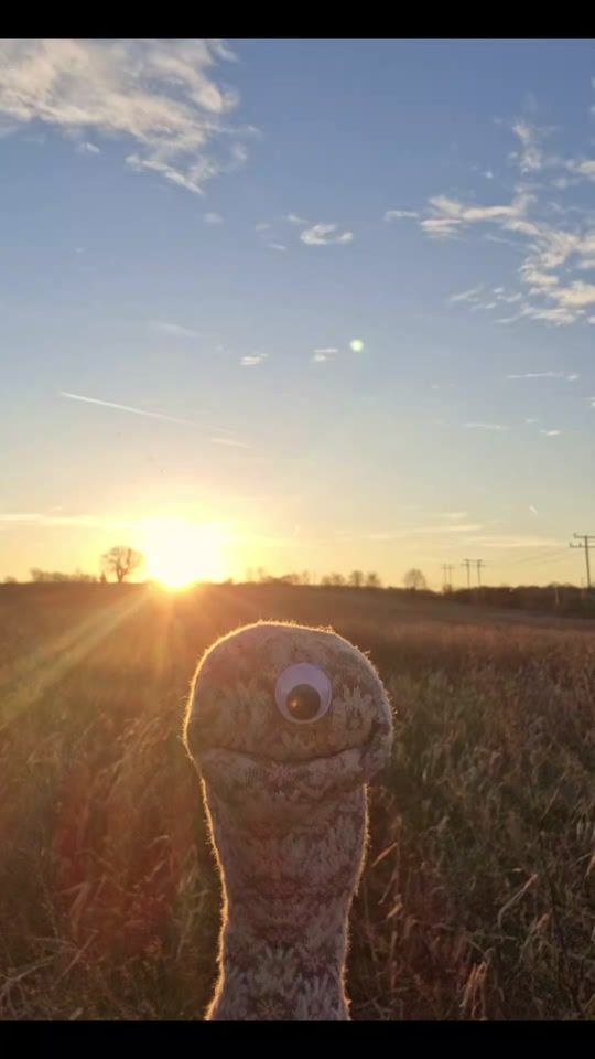 TikTok video thumbnail by figgypuppets