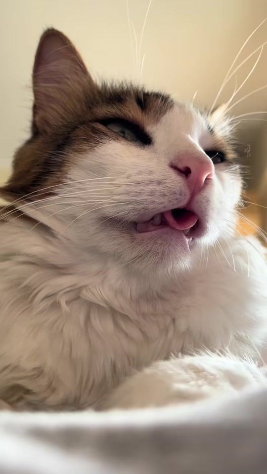 TikTok video thumbnail by spoutzi55