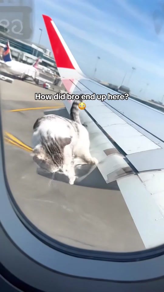 TikTok video thumbnail by jeejifinds