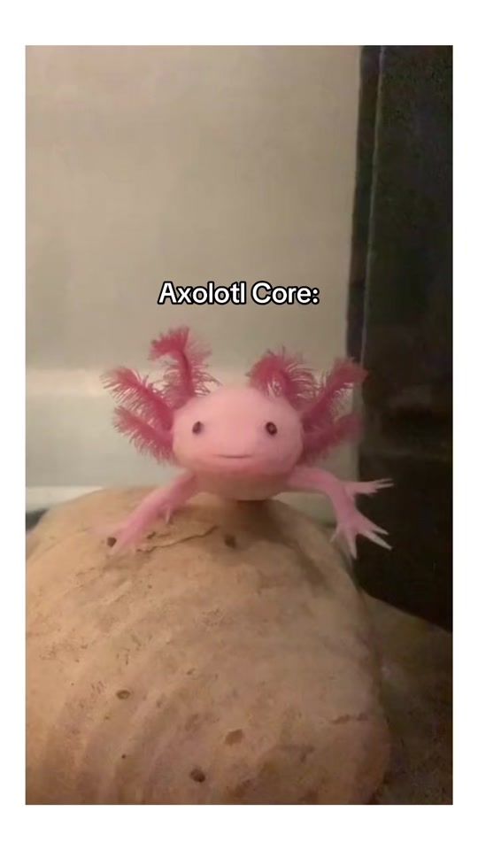 TikTok video thumbnail by toh26clips