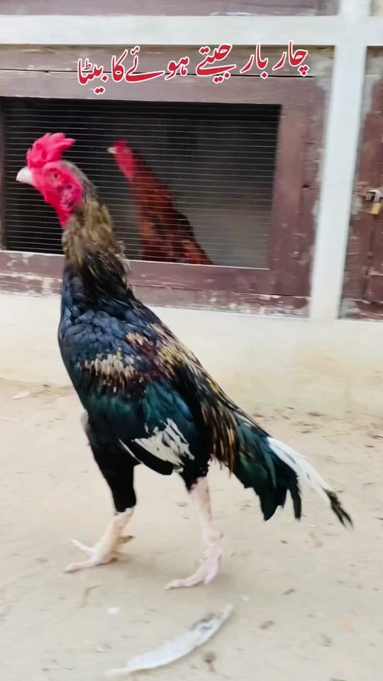 TikTok video thumbnail by poultrymarkaz1